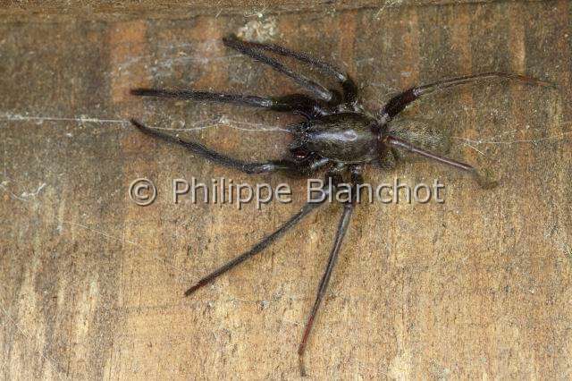 Segestriidae_1133-1.JPG - France, Araneae, Segestriidae, Araignée, Ségestrie florentine (Segestria florentina), Tube web spider or Cellar spider